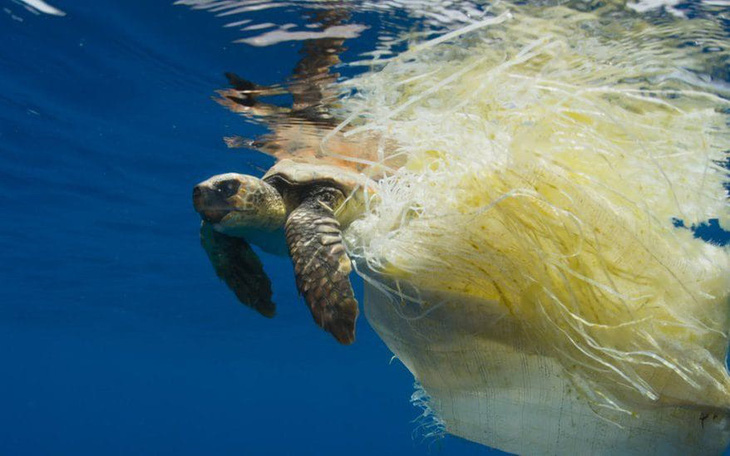 Báo động rác thải nhựa tận diệt rùa biển - Ảnh 1.