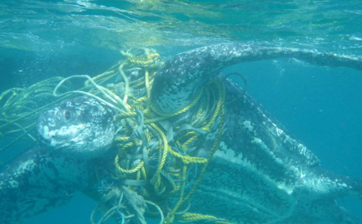 Báo động rác thải nhựa tận diệt rùa biển - Ảnh 2.