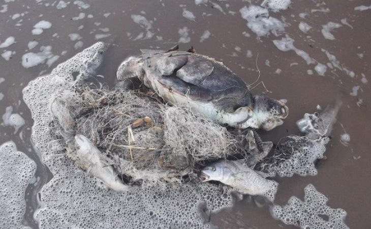 Báo động rác thải nhựa tận diệt rùa biển - Ảnh 4.