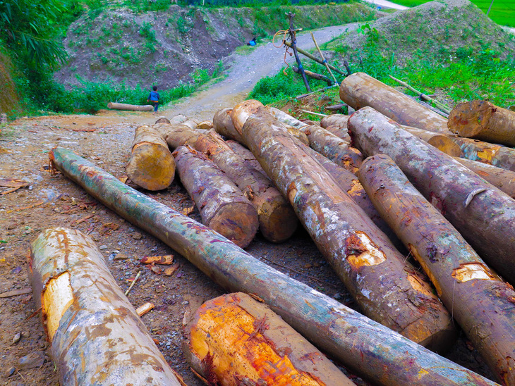 Kỷ luật khiển trách kiểm lâm để mất rừng ở Lào Cai, Yên Bái - Ảnh 2.