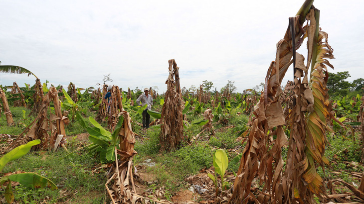 Khởi tố giám đốc hủy hoại 49ha rừng ở Đắk Lắk - Ảnh 1.