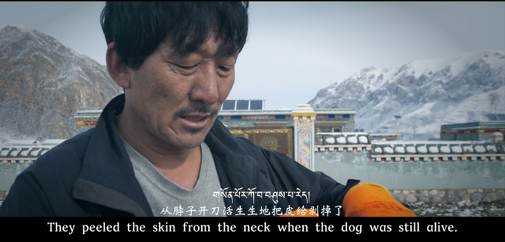 Kinh hoàng với bầy chó ngao Tây Tạng thả rông ở Trung Quốc - Ảnh 6.