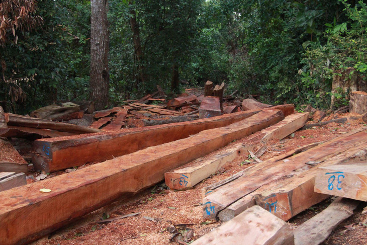 Chuyển hồ sơ bãi cưa xẻ gỗ trong rừng cho công an - Ảnh 2.
