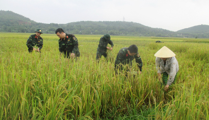 250 chiến sĩ trẻ xuống đồng gặt lúa giúp dân chạy lụt - Ảnh 2.