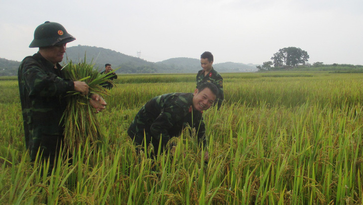 250 chiến sĩ trẻ xuống đồng gặt lúa giúp dân chạy lụt - Ảnh 3.