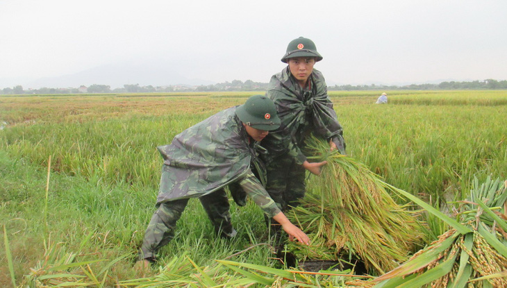 250 chiến sĩ trẻ xuống đồng gặt lúa giúp dân chạy lụt - Ảnh 1.