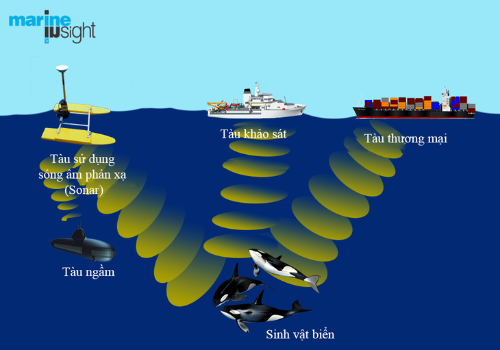 Ô nhiễm tiếng ồn đang âm thầm tiêu diệt sinh vật biển - Ảnh 2.