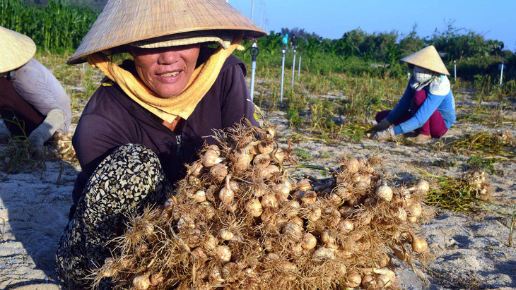 Lãnh đạo Quảng Ngãi nói dân tự quyết việc hợp tác trồng tỏi - Ảnh 1.