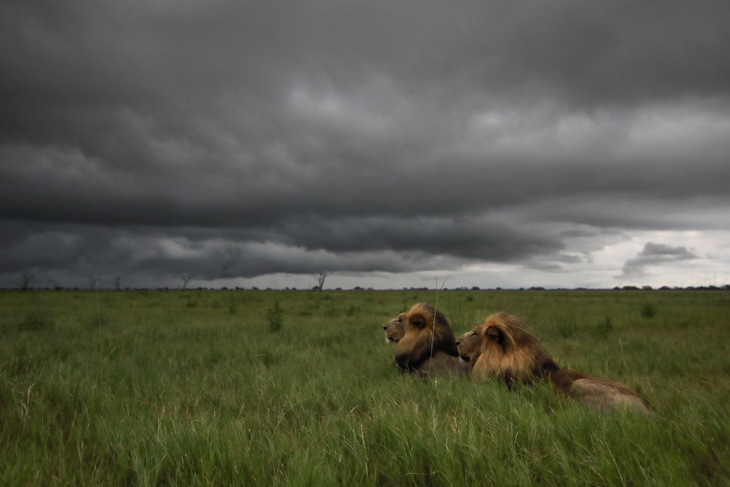 Ngắm châu Phi mê hoặc trong phim tài liệu National Geographic - Ảnh 4.