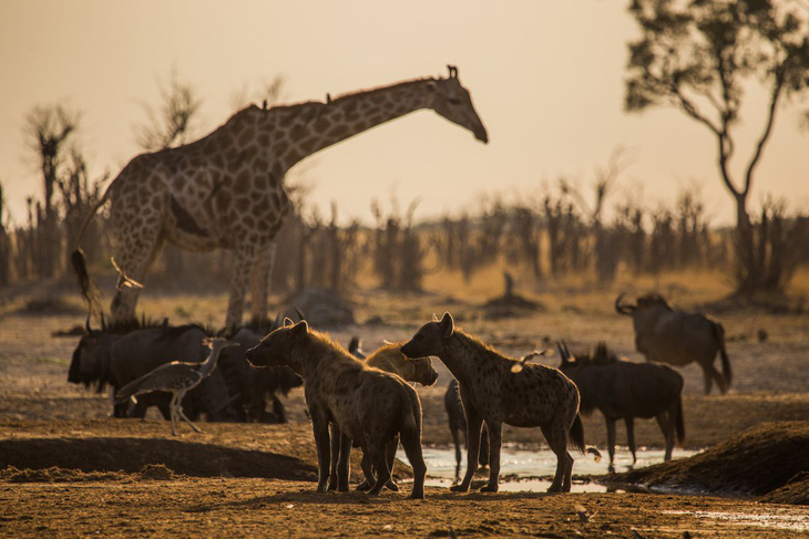 Ngắm châu Phi mê hoặc trong phim tài liệu National Geographic - Ảnh 9.
