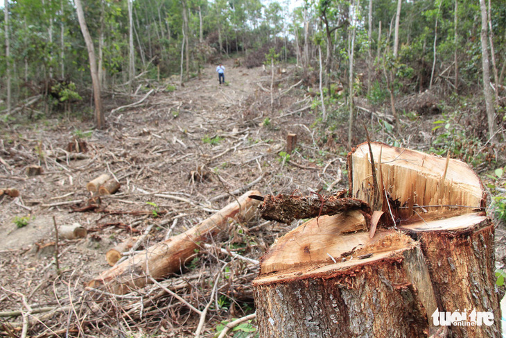Giám định thiệt hại vụ lợi dụng chủ trương tận thu để phá rừng - Ảnh 1.