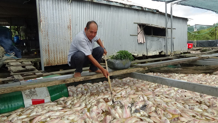 Người nuôi cá khóc ròng, vớt cá chết bán 1000 -2000 đồng/kg - Ảnh 2.