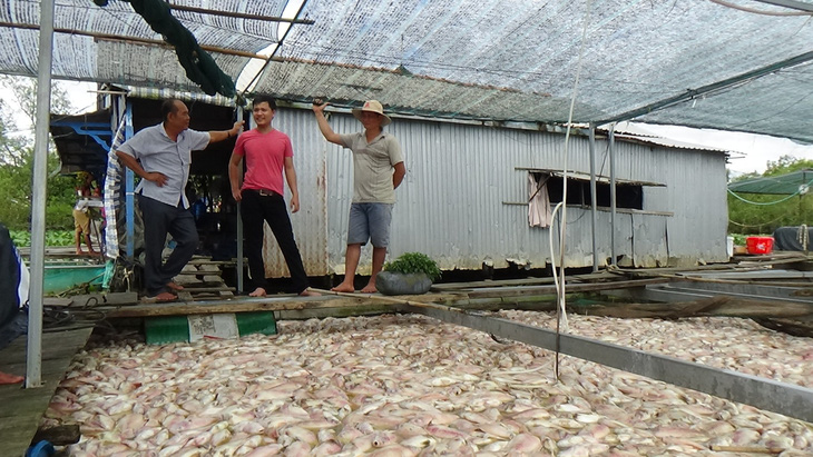Người nuôi cá khóc ròng, vớt cá chết bán 1000 -2000 đồng/kg - Ảnh 1.