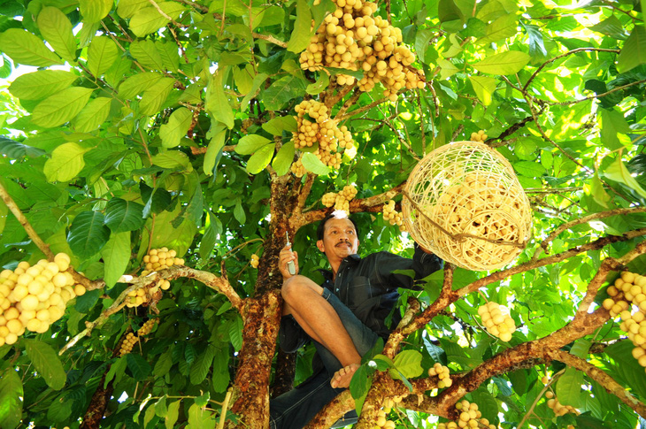 Về Tiên Phước ăn trái bòn bon - Ảnh 7.