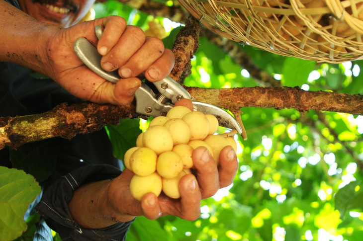 Về Tiên Phước ăn trái bòn bon - Ảnh 9.