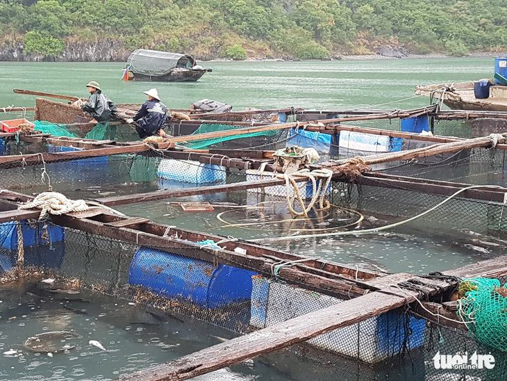 20 tấn cá lồng bè trên vịnh Lan Hạ chết hàng loạt - Ảnh 1.