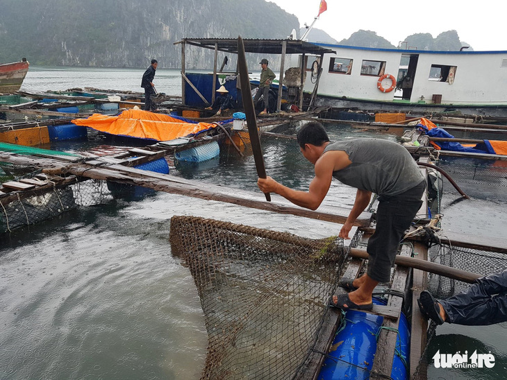20 tấn cá lồng bè trên vịnh Lan Hạ chết hàng loạt - Ảnh 3.