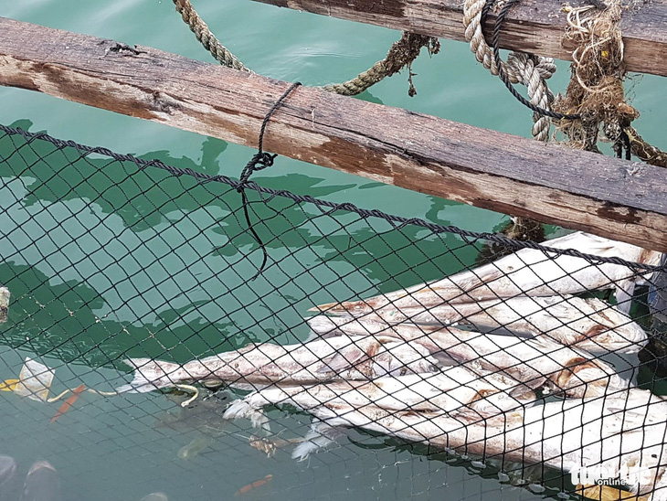 20 tấn cá lồng bè trên vịnh Lan Hạ chết hàng loạt - Ảnh 2.