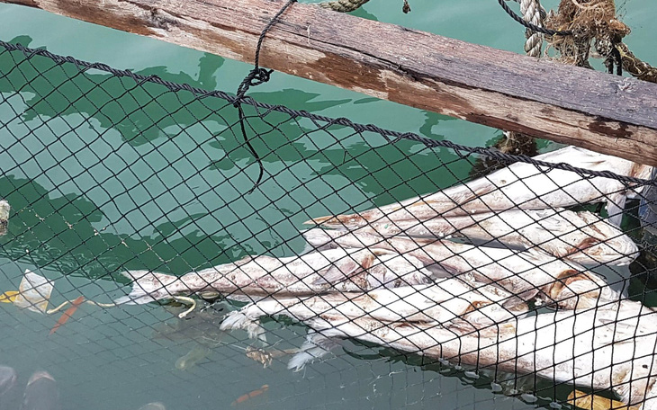 20 tấn cá lồng bè trên vịnh Lan Hạ chết hàng loạt