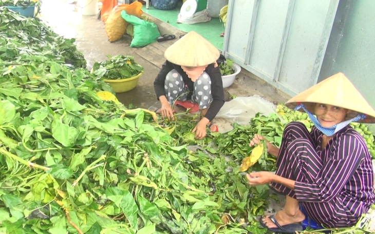 Thương lái mua lá nhàu tươi, giá 4.000 đồng/kg