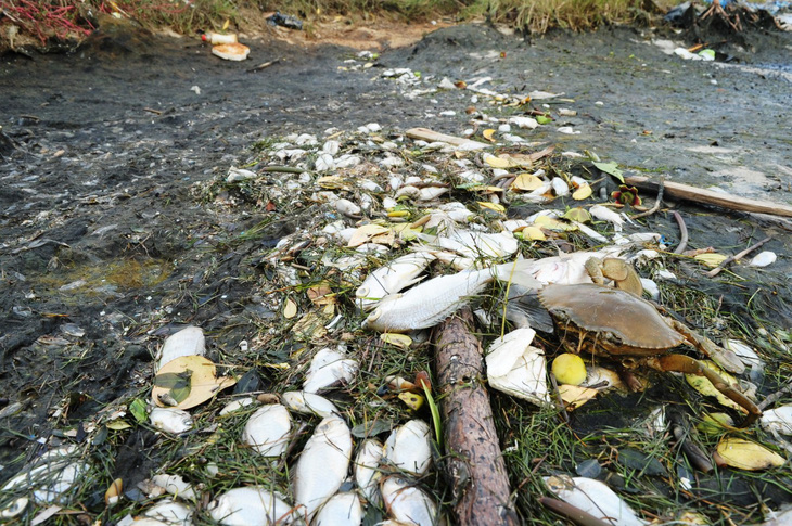 Cá chết trắng ao cạnh sông Trường Giang - Ảnh 1.