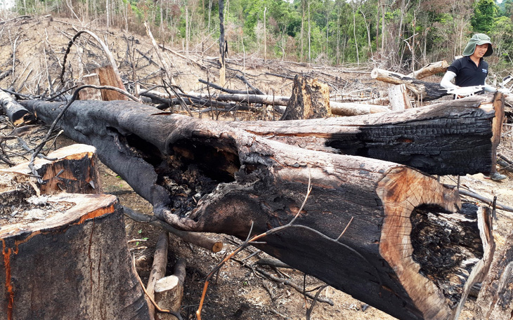 Bộ Nông nghiệp phản đối 3 dự án "phá" rừng tự nhiên