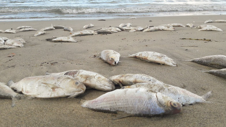 Nhiều cá chết ở bờ biển Đà Nẵng nghi do nổ mìn - Ảnh 1.
