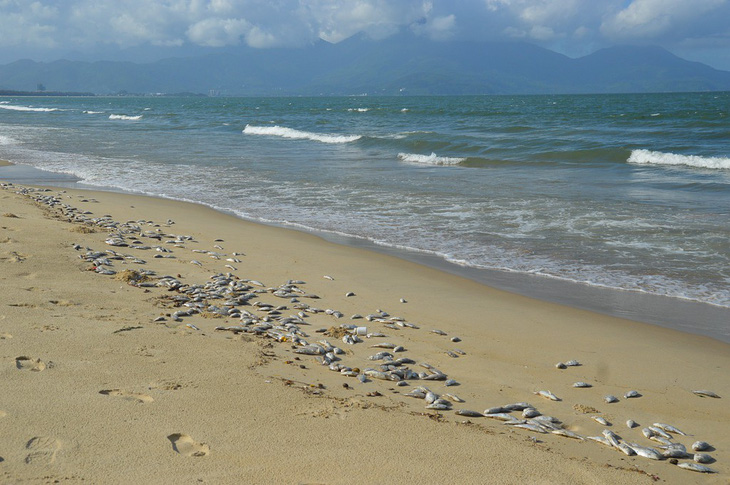 Vụ cá chết trắng biển Đà Nẵng: đề nghị giám sát việc dùng mìn đánh cá - Ảnh 1.