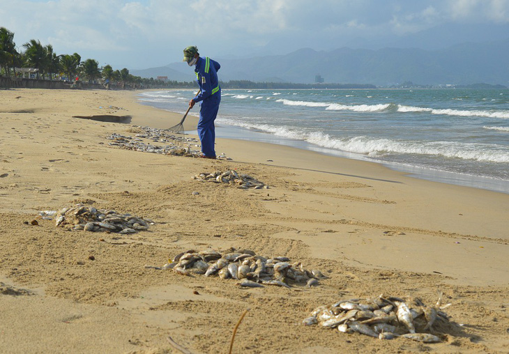 Vụ cá chết trắng biển Đà Nẵng: đề nghị giám sát việc dùng mìn đánh cá - Ảnh 3.
