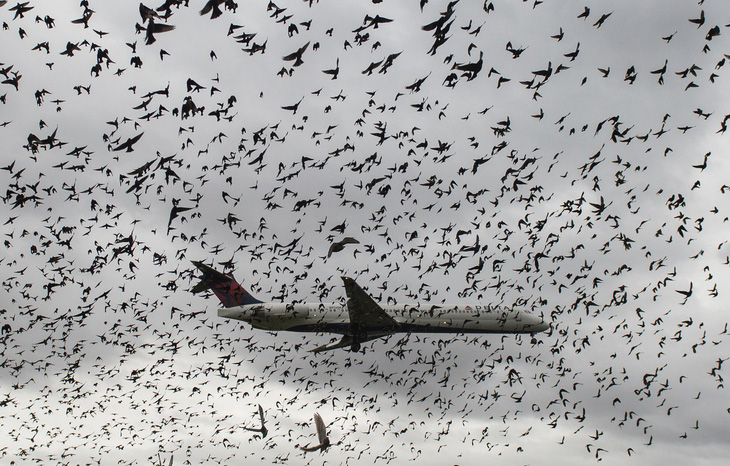 Các sân bay lớn trên thế giới đuổi chim bằng cách nào? - Ảnh 1.