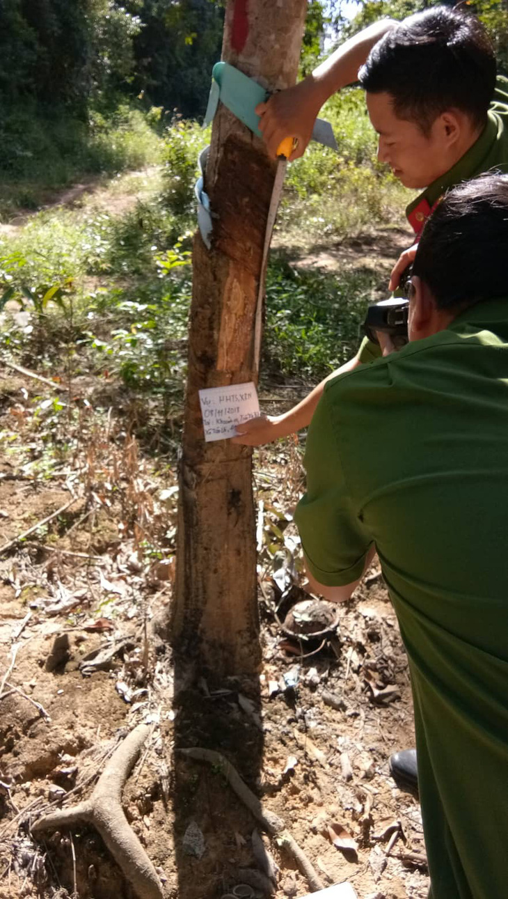 Điều tra vụ người tố cáo phá rừng bị chặt phá vườn cao su - Ảnh 2.
