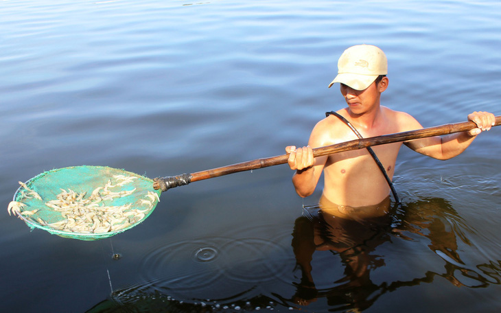 Hơn 100.000 con tôm trong hồ chết trắng, nghi bị đầu độc
