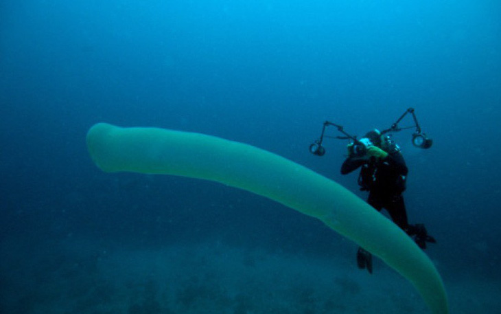 Thợ lặn đứng hình khi gặp ‘quái vật biển" dài 8m