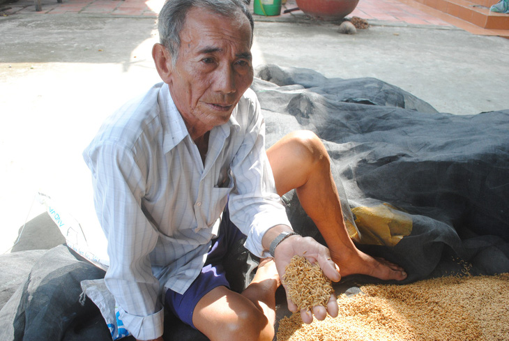 Nông dân nói lúa dỏm, lãnh đạo xã nói ngâm ủ không đúng - Ảnh 1.