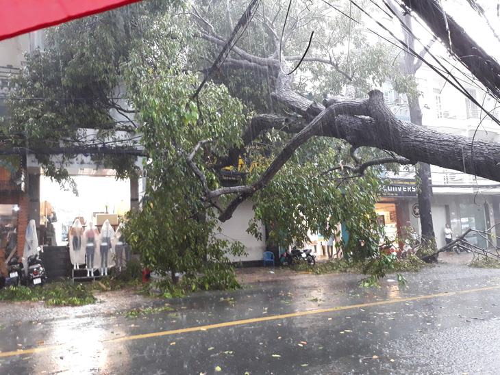 Mưa to gió lớn, cây sao trăm tuổi ở Cần Thơ gãy đổ - Ảnh 2.