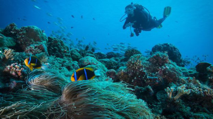 Quốc gia đầu tiên cấm kem chống nắng để bảo vệ san hô - Ảnh 2.