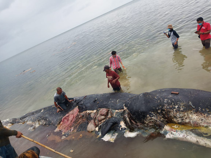 Cá nhà táng chết dạt vào bờ với 5,9kg rác nhựa trong bụng - Ảnh 1.