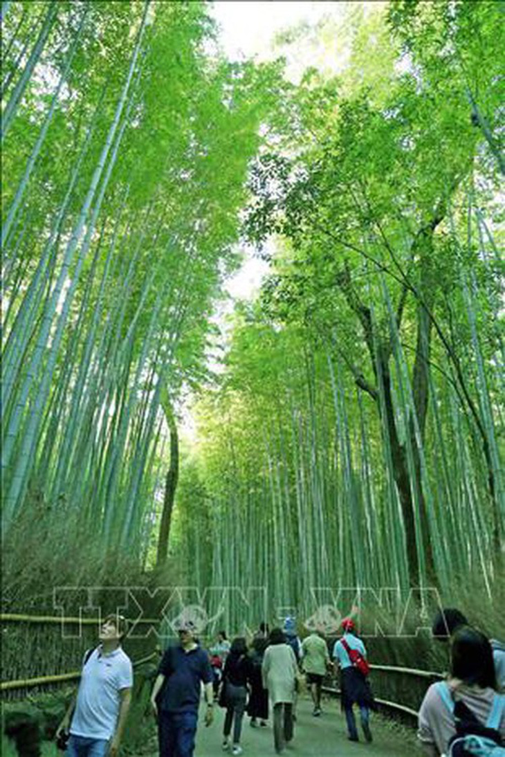 Chiêm ngưỡng cảnh sắc tuyệt đẹp ở công viên Arashiyama, Kyoto - Ảnh 5.