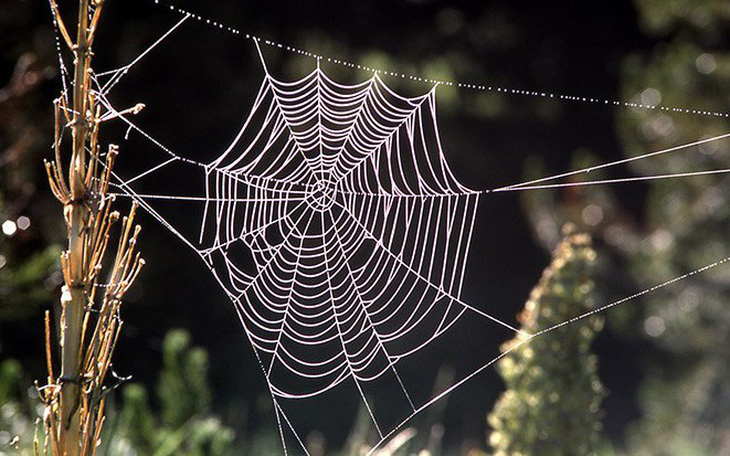 Vì sao tơ nhện mỏng nhưng mạnh hơn thép?