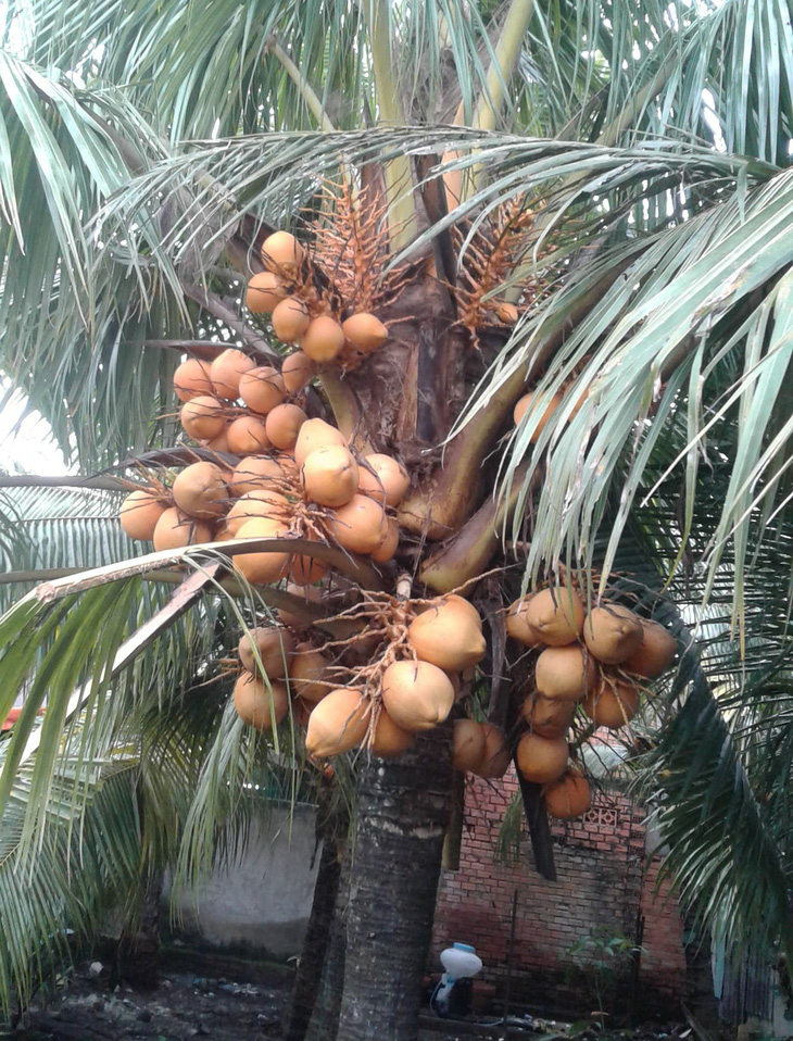 Thu gần 1,5 tỉ đồng từ trồng dừa lùn - Ảnh 1.