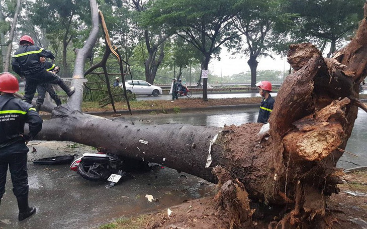 Bão suy yếu thành áp thấp, TP.HCM mưa gió giật đổ cây