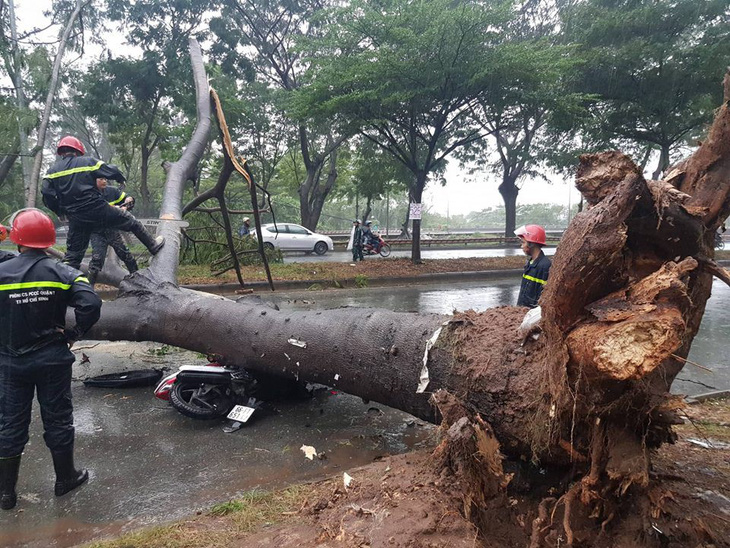 Bão số 9: cây xanh ngã đổ đè bẹp xe máy - Ảnh 4.