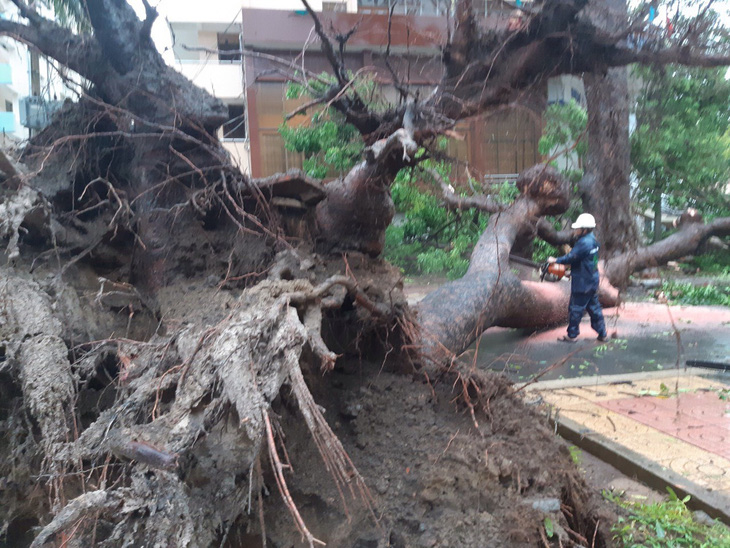 Nhiều cây cổ thụ bật gốc, ngã đổ tại Vũng Tàu - Ảnh 3.