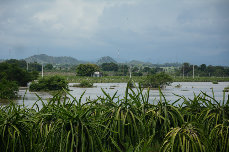 Thủ phủ thanh long Bình Thuận ngập nặng - Ảnh 2.