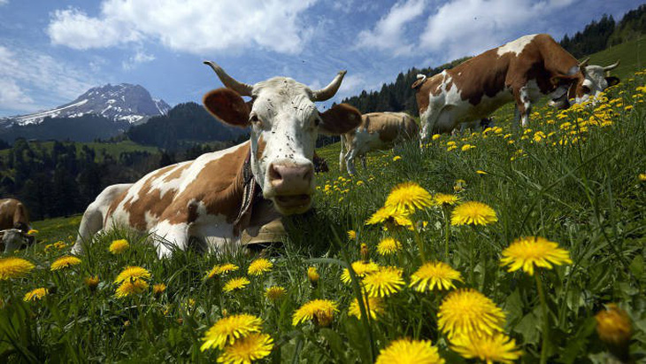 Dân Thụy Sĩ phủ quyết quyền có sừng của bò - Ảnh 1.