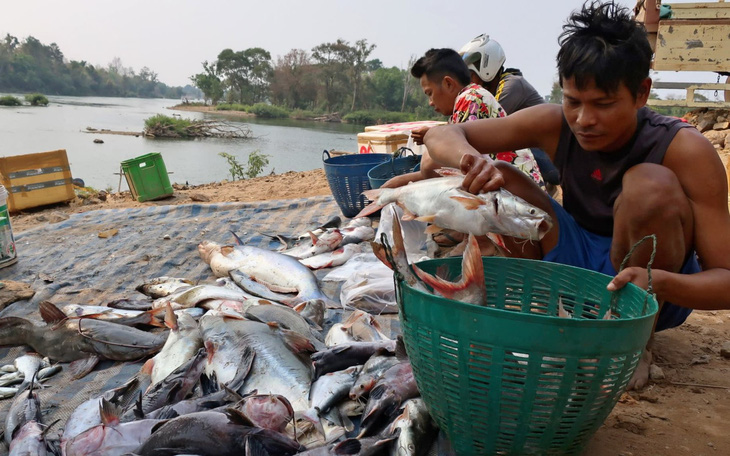 Campuchia muốn xây hồ giữ lại cá sông Mekong cho mình