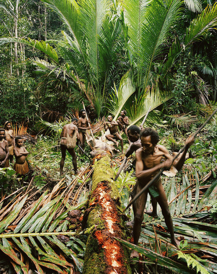 Tới Tây Papua xem bộ lạc Kombai làm nhà cao chót vót - Ảnh 5.