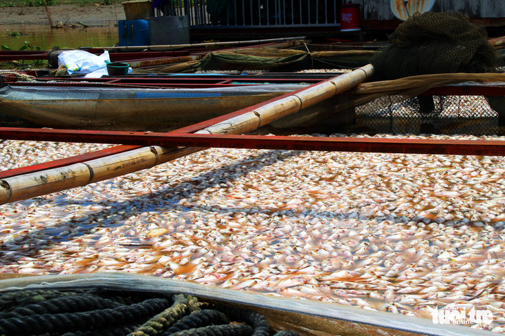 Hỗ trợ 12,2 tỉ đồng cho 129 hộ dân nuôi cá lồng bè trên sông La Ngà - Ảnh 2.