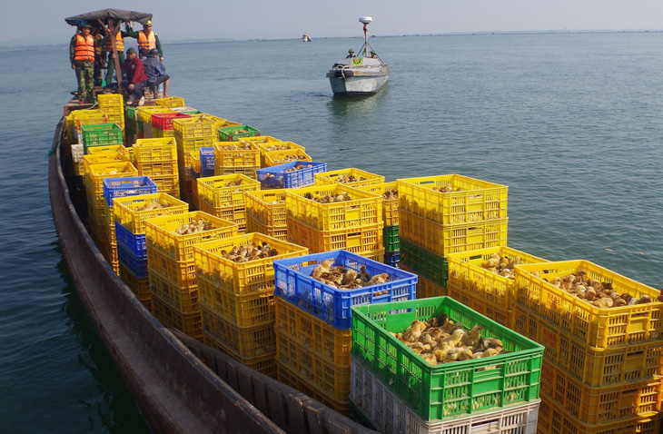 Bắt thuyền chở 50.000 gà giống từ Trung Quốc về Việt Nam - Ảnh 1.