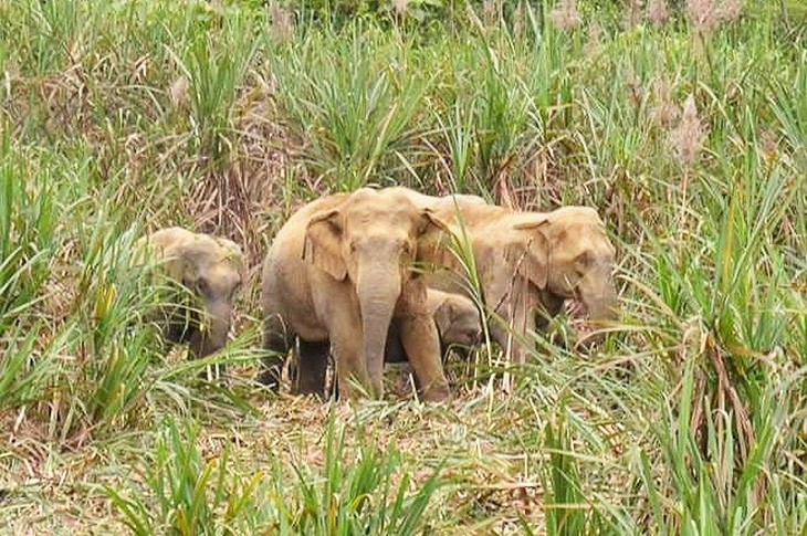Bốn con voi rừng xuất hiện ở Anh Sơn, Nghệ An - Ảnh 1.